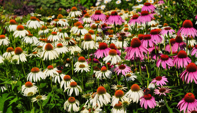 Pink white flower field berries free wallpaper - medium preview image