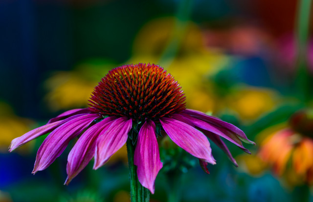 Purple flower yellow center bokeh free wallpaper - medium preview image