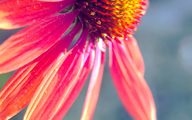 Pink flower water droplets blurry free wallpaper - medium preview image