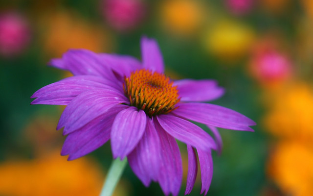 Purple flower yellow center blurry #2 free wallpaper - medium preview image
