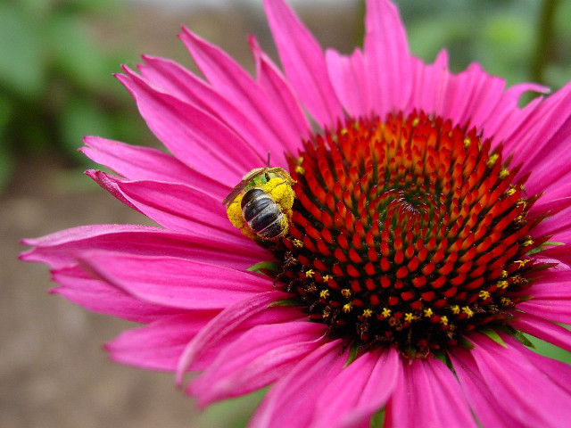 Bee pink flower green background free wallpaper - medium preview image