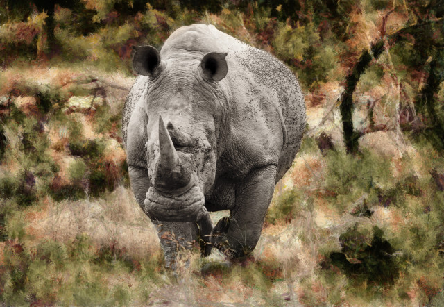 Rhinoceros field blurry background grass free wallpaper - medium preview image