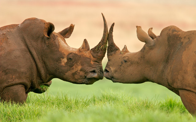 Rhinos touching noses grass field free wallpaper - medium preview image