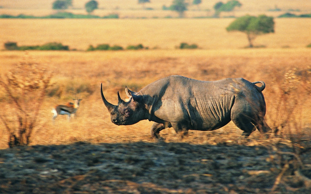 Rhinoceros dog field dry grass free wallpaper - medium preview image