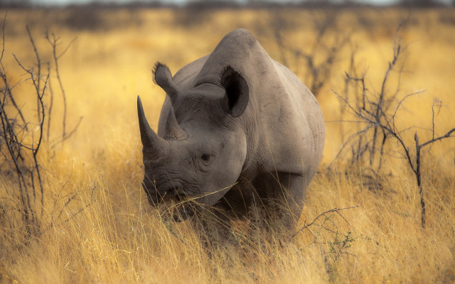 Rhinoceros field grass trees yellow free wallpaper - medium preview image