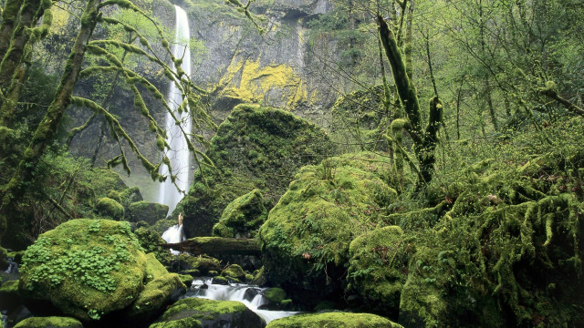 Waterfall forest mossy rocks trees #23 free wallpaper - medium preview image