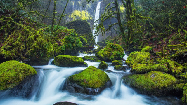 Lush green forest stream waterfall #4 free wallpaper - medium preview image