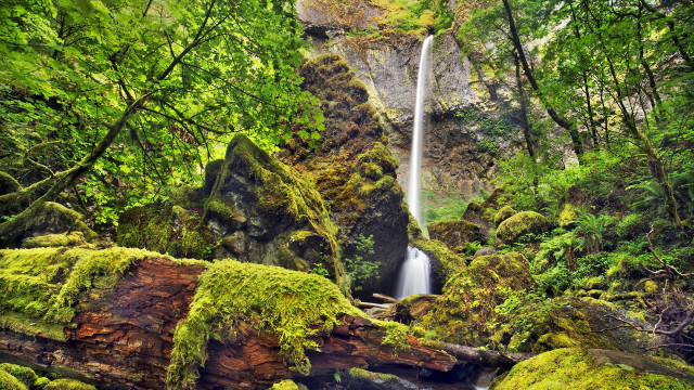 Waterfall forest moss fallenlog nature free wallpaper - medium preview image