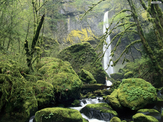 Waterfall forest mossy rocks trees #24 free wallpaper - medium preview image