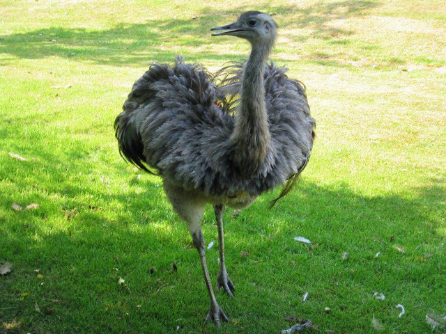 Long neck bird standing grass free wallpaper - medium preview image