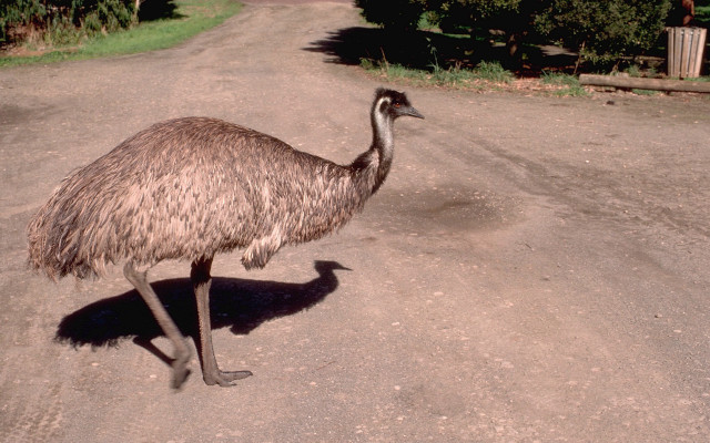 Ostrich walking dirtroad daytime headside free wallpaper - medium preview image