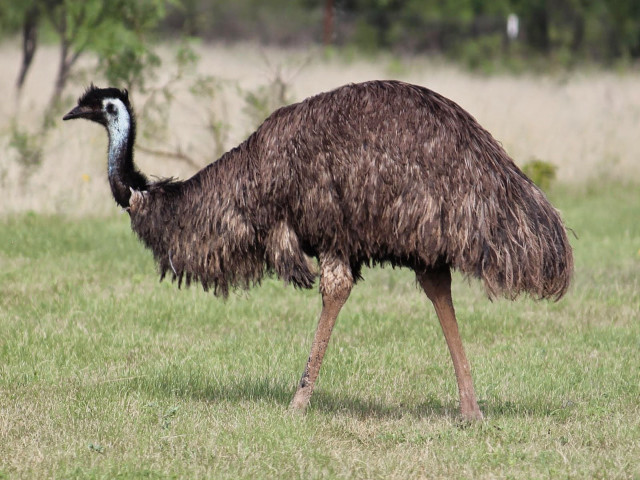 Ostrich field grass trees background free wallpaper - medium preview image