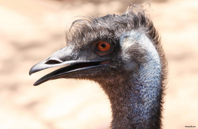 Bird large beak long neck free wallpaper - medium preview image