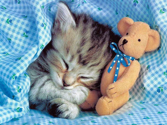 Kitten sleeping teddy bear bed free wallpaper - medium preview image