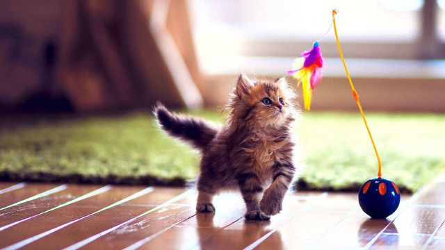 Kitten running toy string tail #2 free wallpaper - medium preview image
