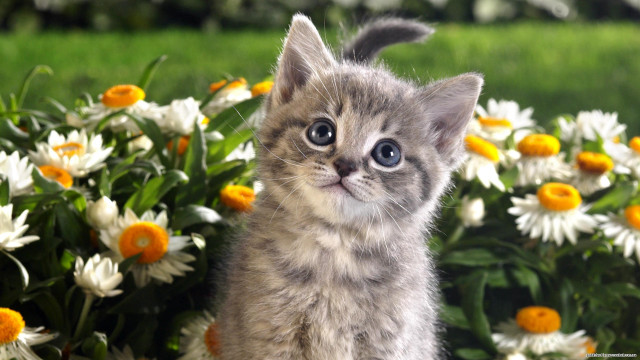 Kitten surprised flowers bunch standing free wallpaper - medium preview image