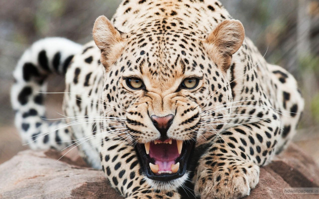 Leopard mouth open teeth wide #5 free wallpaper - medium preview image