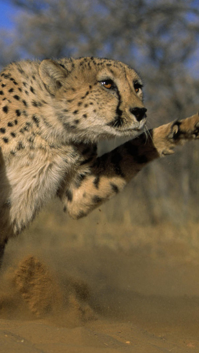 Cheetah running dirt stick tree free wallpaper - medium preview image