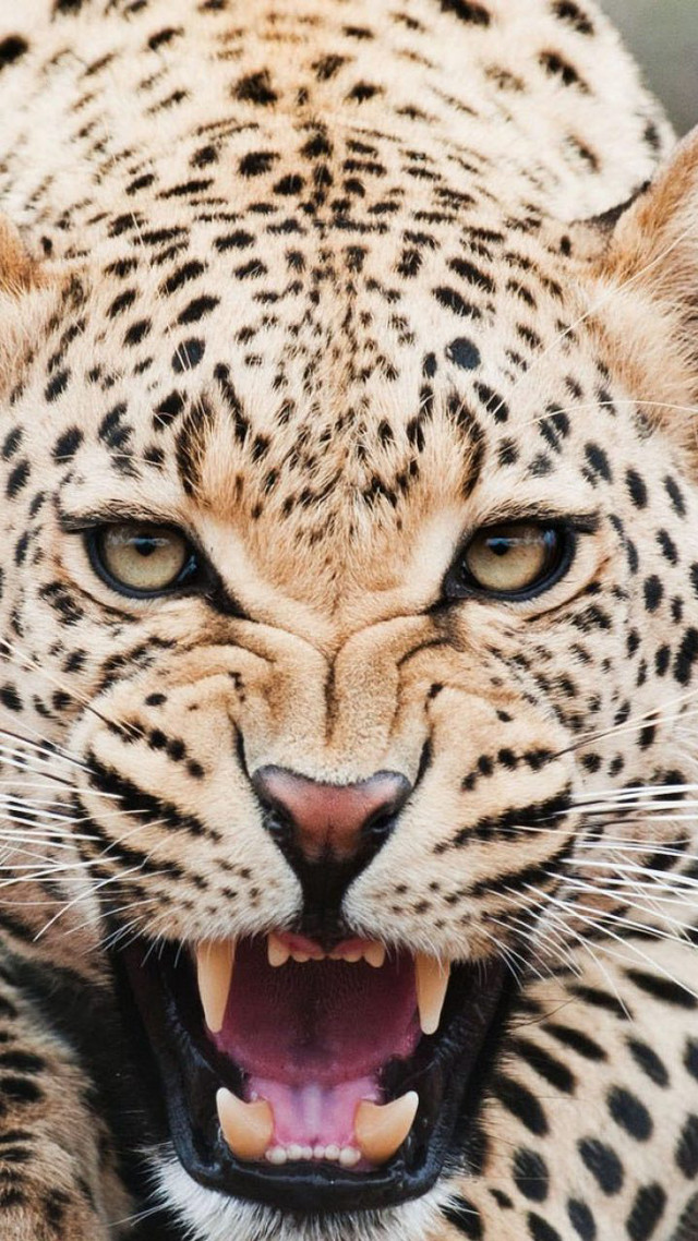 Leopard closeup mouth open teeth free wallpaper - medium preview image