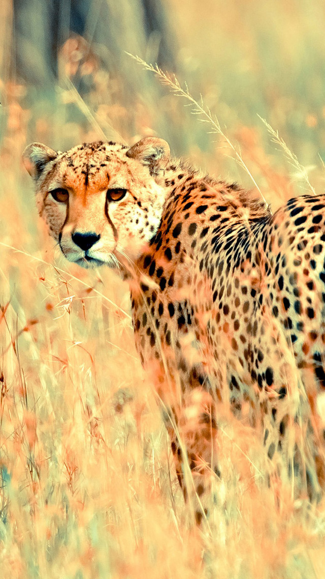 Cheetah walking field tall grass free wallpaper - medium preview image