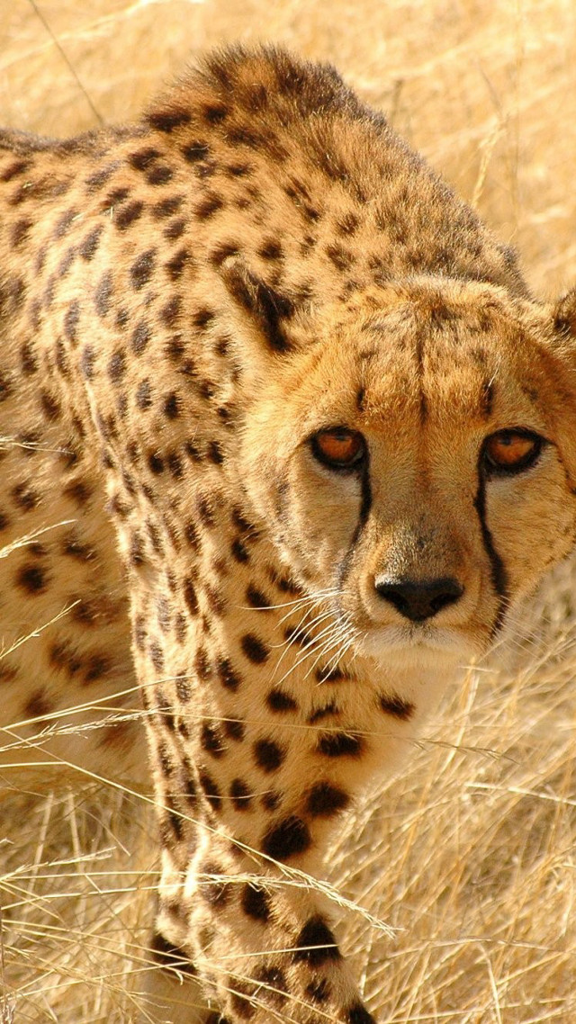Cheetah drygrass tallgrass foreground puzzle free wallpaper - medium preview image