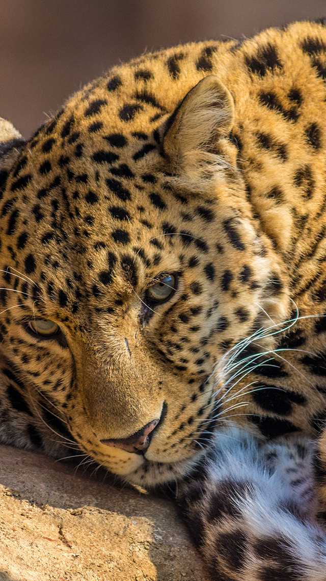 Leopard laying rock eyes closed free wallpaper - medium preview image