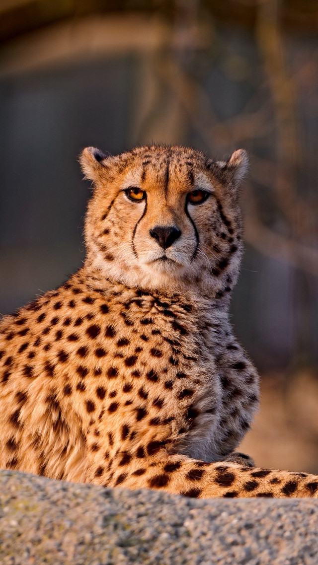 Cheetah sitting rock camera blurry free wallpaper - medium preview image