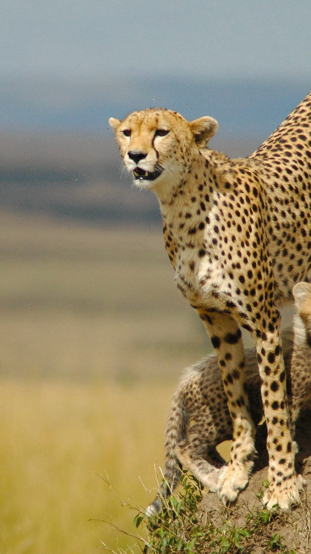 Cheetah standing rock wild another free wallpaper - medium preview image