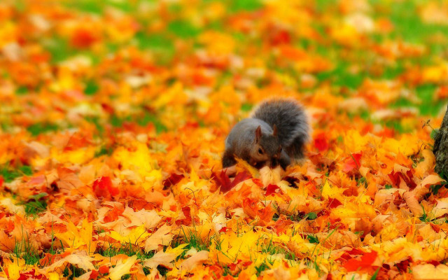 Squirrel field leaves grass tree free wallpaper - medium preview image