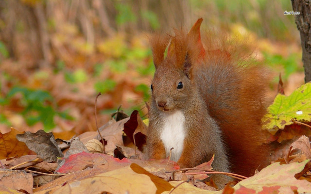 Squirrel standing leaves woods head free wallpaper - medium preview image