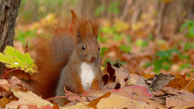 Squirrel standing leaves tree woods free wallpaper - medium preview image