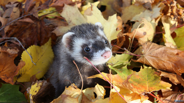 Ferret autumn leaves field nature free wallpaper - medium preview image