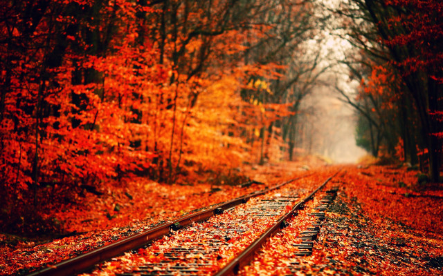 Train track forest trees leaves free wallpaper - medium preview image