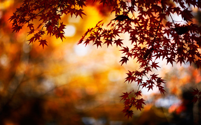 Red leaves fall tree blurry #2 free wallpaper - medium preview image