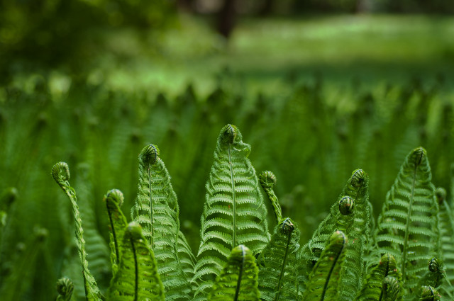 Green plant close up leaves #3 free wallpaper - medium preview image