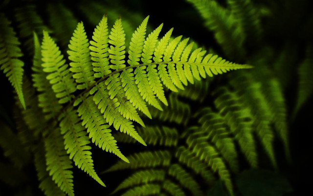 Fern closeup green leaves black free wallpaper - medium preview image