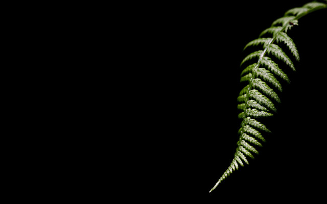 Green fern leaf black background free wallpaper - medium preview image