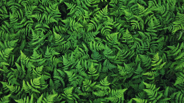 Green plant closeup red object free wallpaper - medium preview image