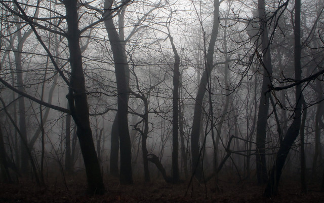 Foggy forest trees leaves bench free wallpaper - medium preview image