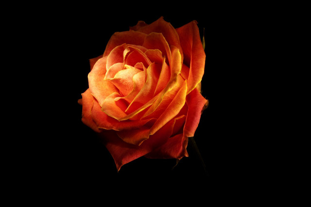 Orange rose dark background single free wallpaper - medium preview image