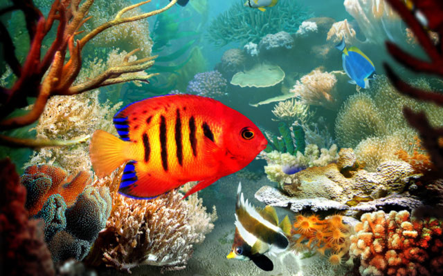 Fish swimming coral reef other free wallpaper - medium preview image