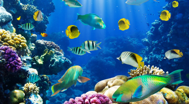 Large aquarium different fish sunbeam free wallpaper - medium preview image