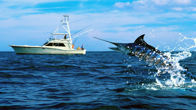 Sailboat fish water background sailing free wallpaper - medium preview image