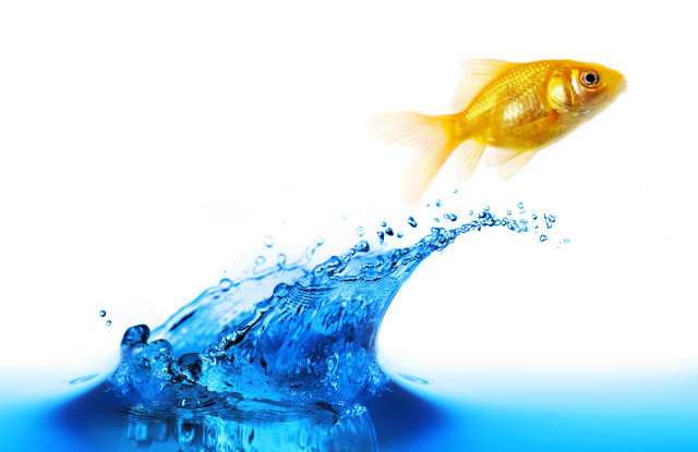Goldfish jumping water splashing wave free wallpaper - medium preview image