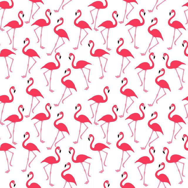 Flamingos flock standing white background free wallpaper - medium preview image