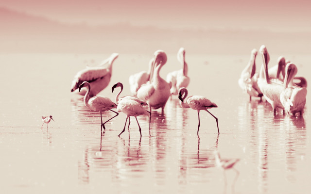 Flamingos water shoreline bird background free wallpaper - medium preview image