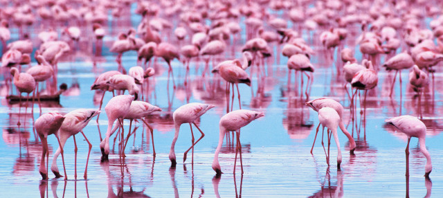 Large group flamingos standing water free wallpaper - medium preview image