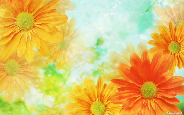 Orange yellow flowers green blue free wallpaper for desktop - medium preview image