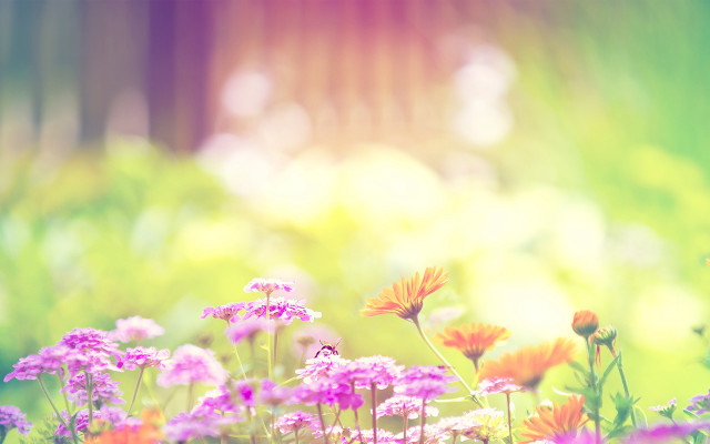 Field of flowers blurry background free wallpaper - medium preview image