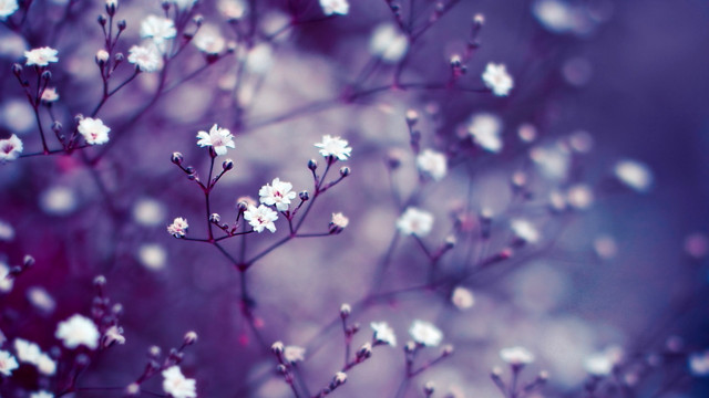 Cherry blossoms macro purple spring free wallpaper - medium preview image